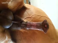 Big brown horse with a gigantic schlong